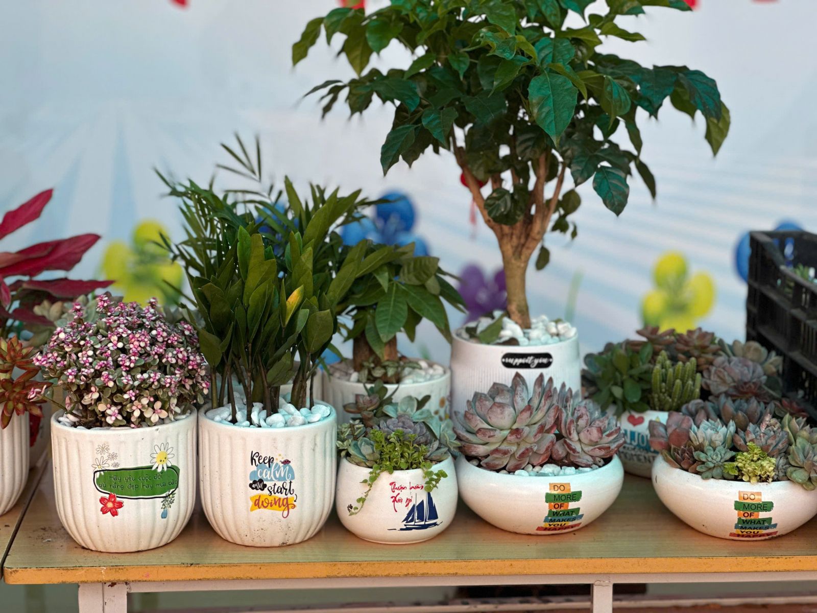 🪴🎋 NGÀY HỘI ĐỔI GIẤY LẤY CÂY -  LAN TOẢ SỨC SỐNG XANH🌴🎄